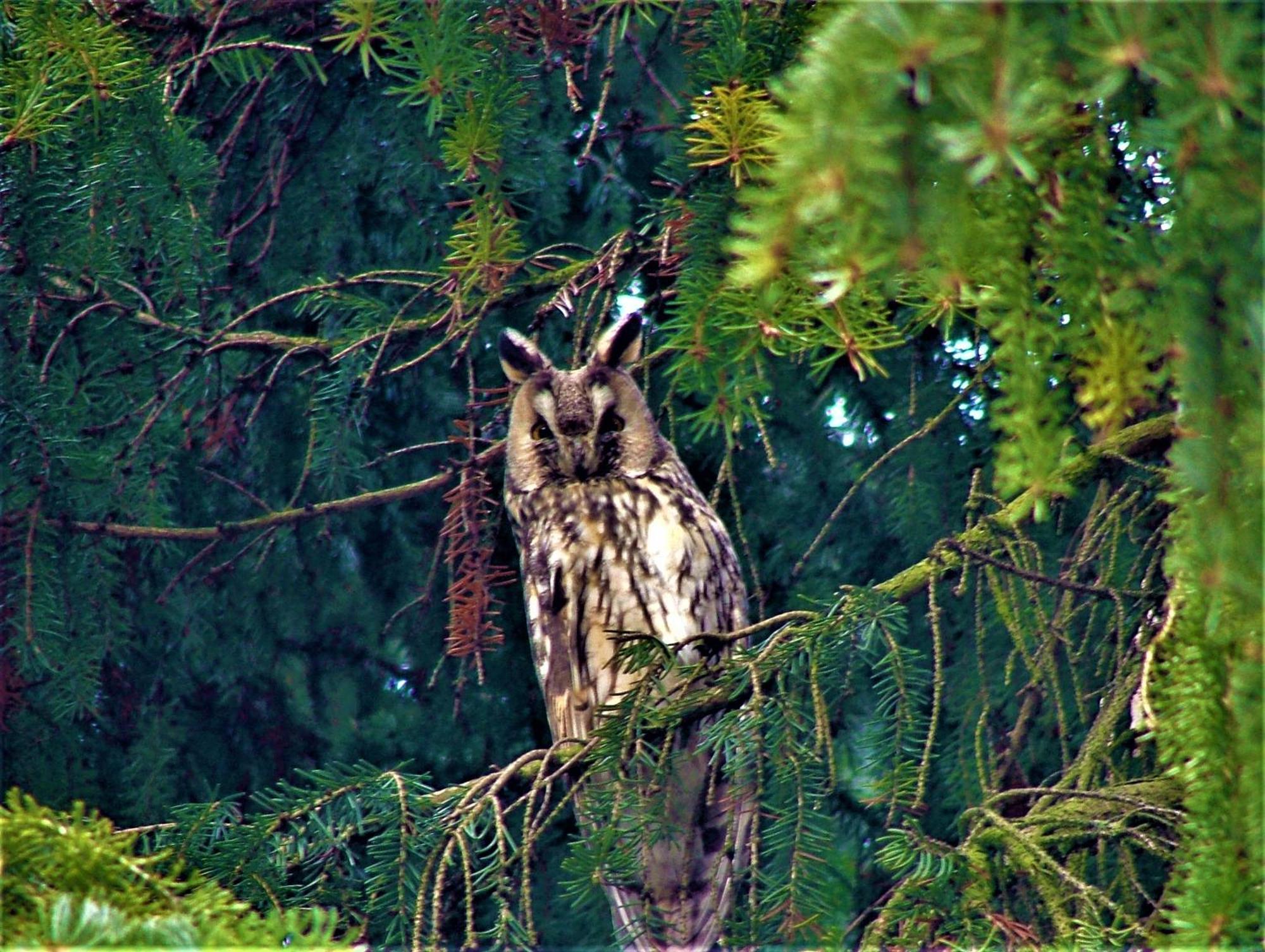 Hernis-Hoefle Elzach Dış mekan fotoğraf