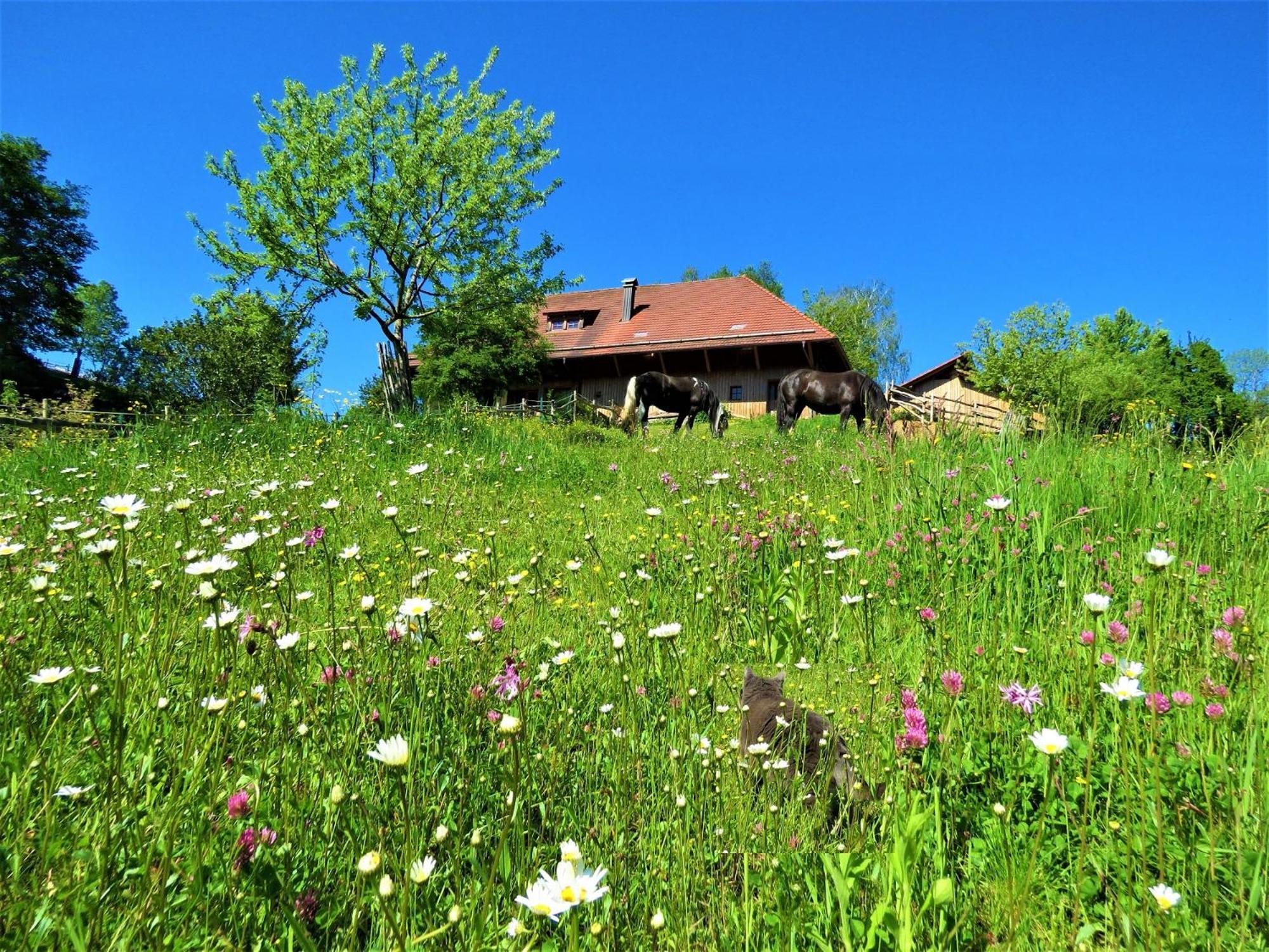 Hernis-Hoefle Elzach Dış mekan fotoğraf