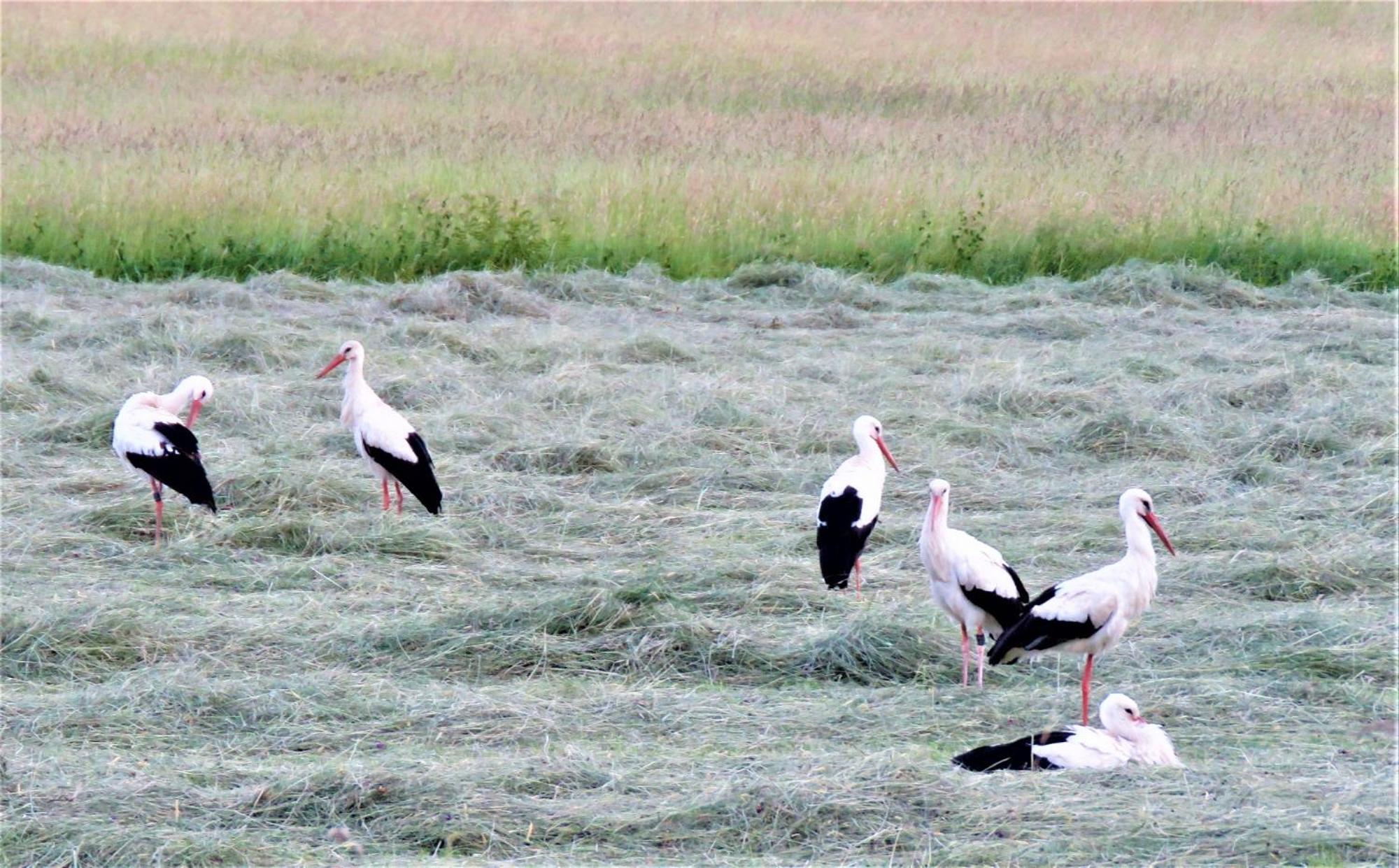 Hernis-Hoefle Elzach Dış mekan fotoğraf