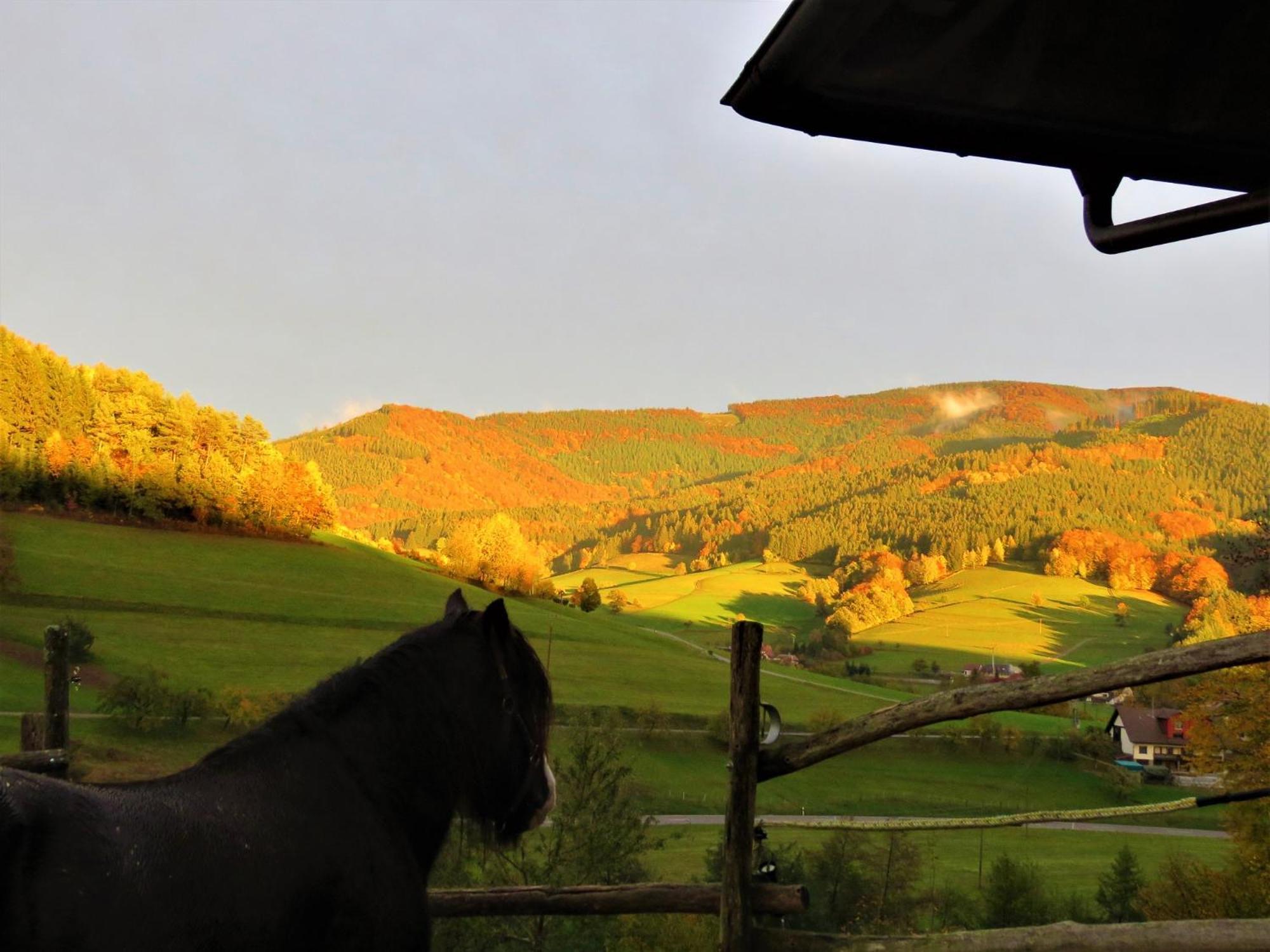 Hernis-Hoefle Elzach Dış mekan fotoğraf
